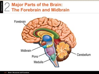 Major Parts of the Brain:
The Forebrain and Midbrain
2.6 Brain: Structures and Functions
Forebrain
Midbrain
Pons
Medulla
Cerebellum
 