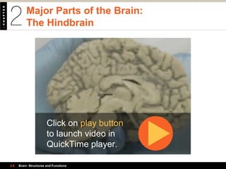 Major Parts of the Brain:
The Hindbrain
2.6 Brain: Structures and Functions
Click on play button
to launch video in
QuickTime player.
 