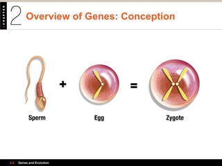 Overview of Genes: Conception
2.2 Genes and Evolution
Sperm Egg Zygote
 
