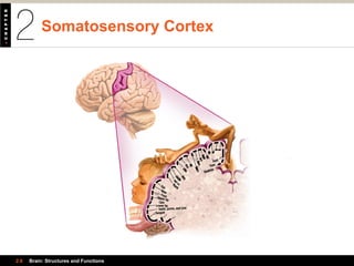 Toes
Genitals
Foot
Leg
Hip
Trunk
Shoulder
HeadNeck
ElbowArm
Forearm
Wrist
Hand
Little
Ring
MiddleIndexThumbEye
FaceUpper lip
Lower lip
Lips
Nose
Teeth, gums, and jaw
Tongue
Somatosensory Cortex
2.6 Brain: Structures and Functions
 
