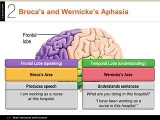 Broca’s area Wernicke’s
area
Frontal
lobe
Temporal
lobe
Broca’s and Wernicke’s Aphasia
2.6 Brain: Structures and Functions
Temporal Lobe (understanding)Frontal Lobe (speaking)
Wernicke’s AreaBroca’s Area
Understands sentences
What are you doing in this hospital?
“I have been working as a
nurse in this hospital.”
Produces speech
I am working as a nurse
at this hospital.
 