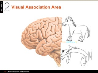 Visual Association Area
2.6 Brain: Structures and Functions
Occipital
lobe
 