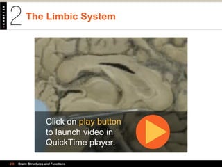 The Limbic System
2.6 Brain: Structures and Functions
Click on play button
to launch video in
QuickTime player.
 