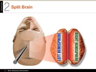 Split Brain
2.6 Brain: Structures and Functions
 