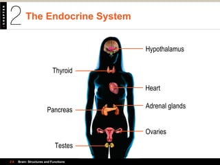 The Endocrine System
2.6 Brain: Structures and Functions
Thyroid
Pancreas
Testes
Hypothalamus
Heart
Adrenal glands
Ovaries
 
