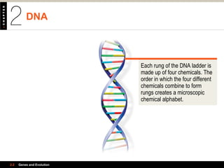DNA
2.2 Genes and Evolution
Each rung of the DNA ladder is
made up of four chemicals. The
order in which the four different
chemicals combine to form
rungs creates a microscopic
chemical alphabet.
 