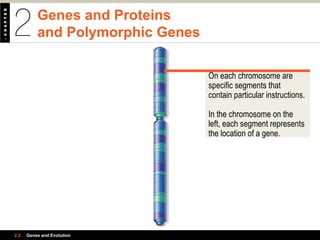 Genes and Proteins
and Polymorphic Genes
2.2 Genes and Evolution
On each chromosome are
specific segments that
contain particular instructions.
In the chromosome on the
left, each segment represents
the location of a gene.
 