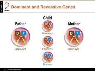 Dominant and Recessive Genes
2.2 Genes and Evolution
Sperm Egg ZygoteZygote
r
Father Mother
Child
Brown eyesBrown eyesSperm Egg Zygote
D r
Sperm Egg Zygote
D D
Sperm Egg Zygote
rr
Brown eyes
Brown eyes
Blue eyes
DDrDDD rrr
 