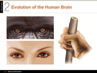 Evolution of the Human Brain
2.2 Genes and Evolution
 