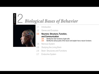 2.1 Introduction
2.2 Genes and Evolution
2.3 Neurons: Structure, Function,
and Communication
L04 Identify the main functions of glial cells
L05 Identify the various parts of the neuron and explain how a neuron functions
2.4 Nervous System
2.5 Studying the Living Brain
2.6 Brain: Structures and Functions
2.7 Endocrine System
 