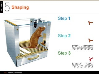 Shaping
5.4 Operant Conditioning
Step 1
Step 2
Step 3
 