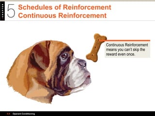 Schedules of Reinforcement
Continuous Reinforcement
5.4 Operant Conditioning
Continuous Reinforcement
means you can’t skip the
reward even once.
 