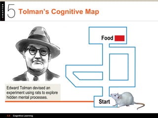 Tolman’s Cognitive Map
5.5 Cognitive Learning
Start
Food
Edward Tolman devised an
experiment using rats to explore
hidden mental processes.
 