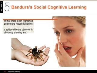 Bandura’s Social Cognitive Learning
5.5 Cognitive Learning
In this photo a non-frightened
person (the model) is holding
a spider while the observer is
obviously showing fear.
 