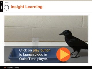 Insight Learning
5.5 Cognitive Learning
Click on play button
to launch video in
QuickTime player.
 