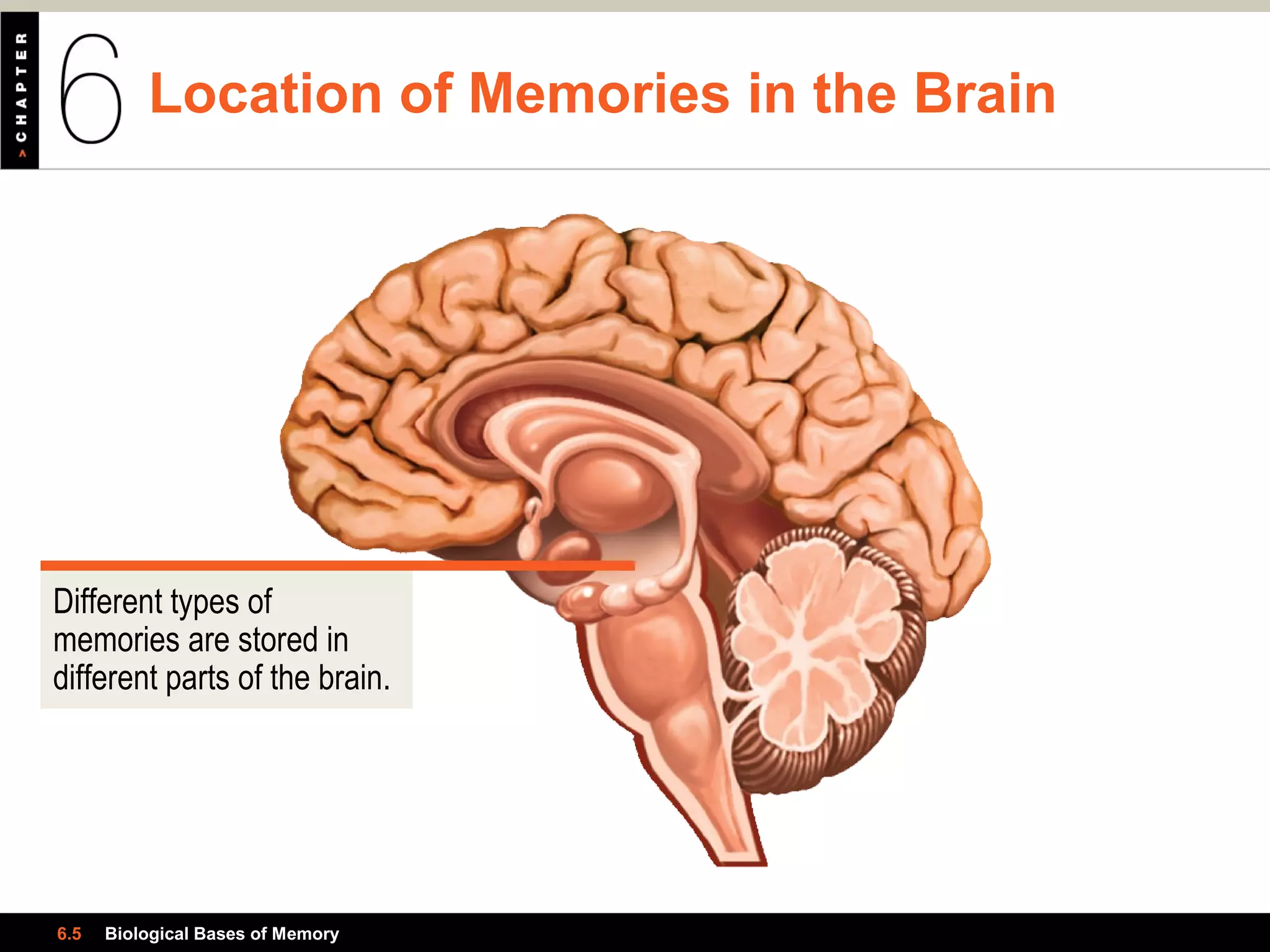 Location of Memories in the Brain
6.5 Biological Bases of Memory
Different types of
memories are stored in
different parts of the brain.
 