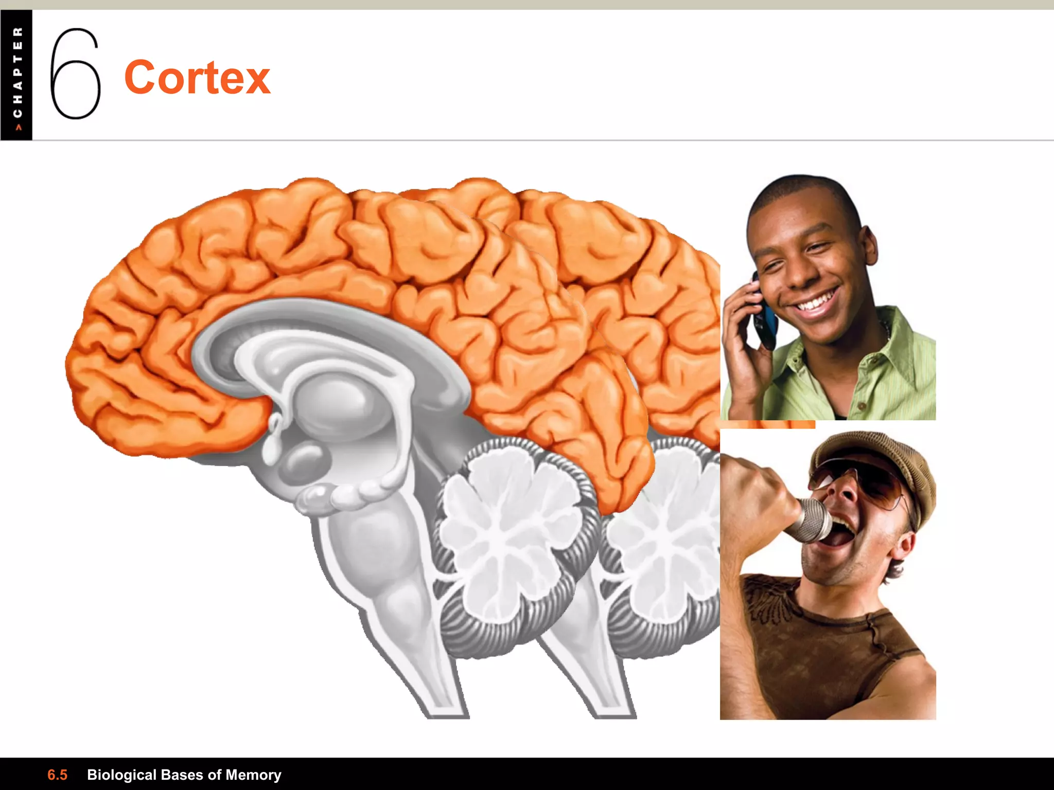 Cortex
6.5 Biological Bases of Memory
 