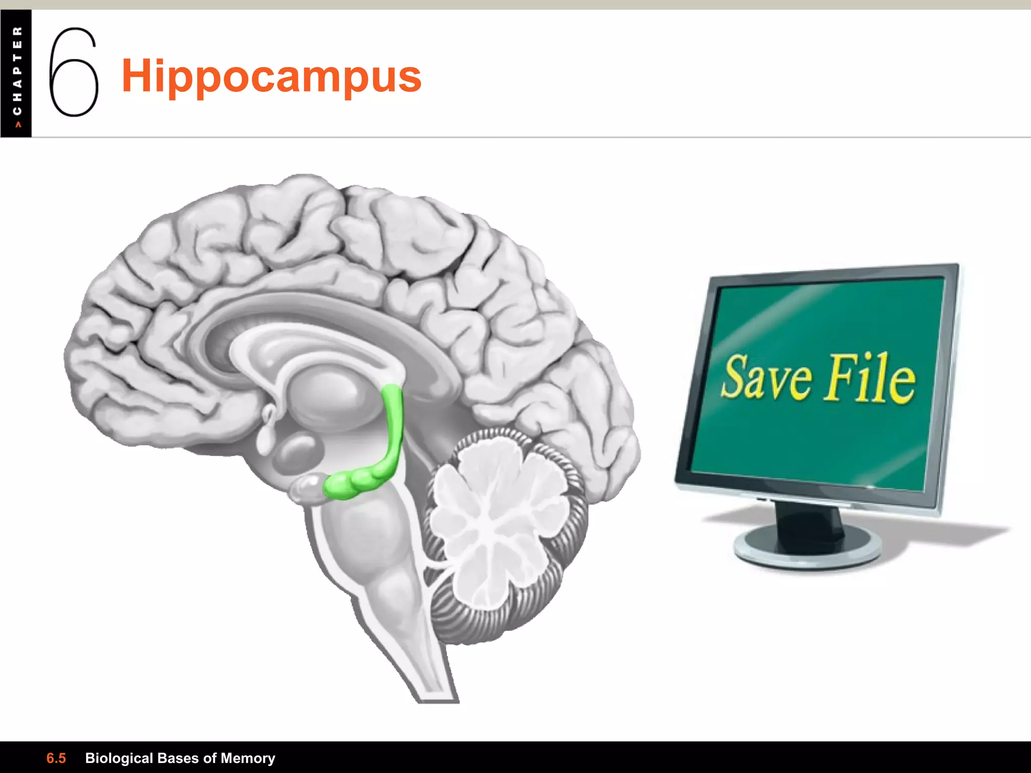 Hippocampus
6.5 Biological Bases of Memory
 