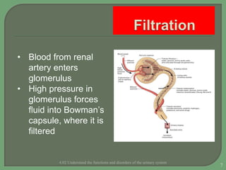 Functions and Disorders of Urinary System | PPTX