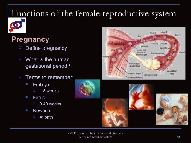 Functions and Disorders of the Reproductive System