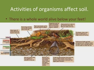 Activities of organisms affect soil. There is a whole world alive below your feet! 