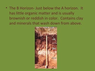The B Horizon- Just below the A horizon.  It has little organic matter and is usually brownish or reddish in color.  Contains clay and minerals that wash down from above. 