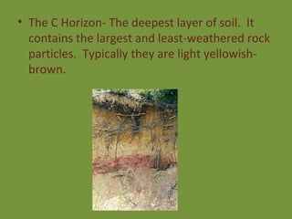 The C Horizon- The deepest layer of soil.  It contains the largest and least-weathered rock particles.  Typically they are light yellowish-brown. 