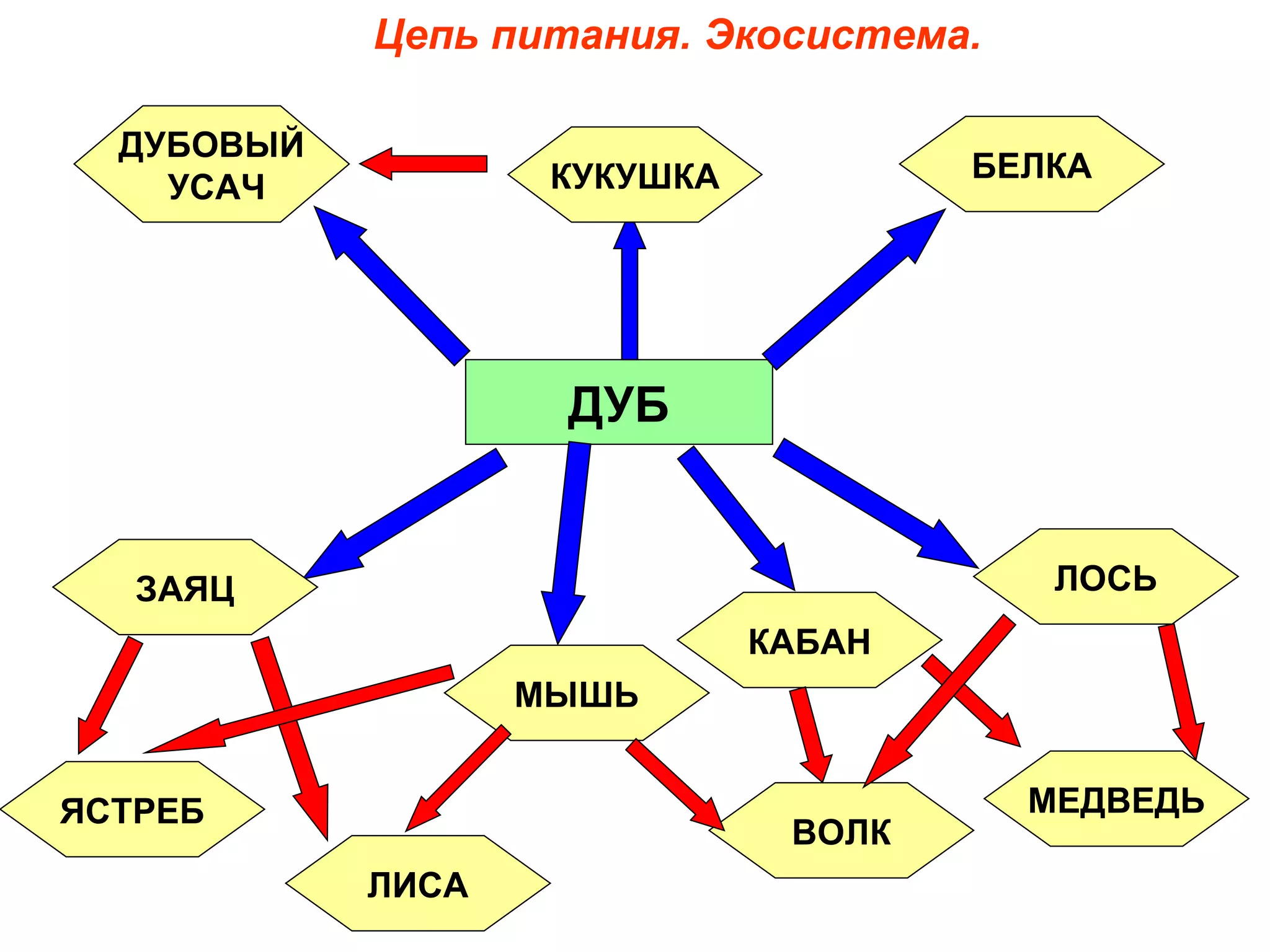 ДУБ БЕЛКА КУКУШКА ДУБОВЫЙ УСАЧ ЗАЯЦ ЯСТРЕБ ЛИСА МЫШЬ ЛОСЬ КАБАН ВОЛК МЕДВЕДЬ Цепь питания. Экосистема. 
