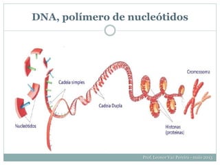 DNA, polímero de nucleótidos
Prof. Leonor Vaz Pereira - maio 2013
 