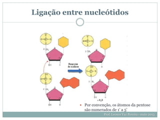 Ligação entre nucleótidos
Prof. Leonor Vaz Pereira - maio 2013
 Por convenção, os átomos da pentose
são numerados de 1’ a 5’
 