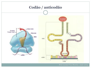 Codão / anticodão
Prof. Leonor Vaz Pereira - maio 2013
 