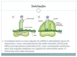 Iniciação
Prof. Leonor Vaz Pereira - maio 2013
 A tradução inicia-se com a ligação do mRNA à subunidade menor do
ribossoma, e com o reconhecimento do codão iniciador (AUG) pelo
tRNA correspondente (anticodão UAC, com o aminoácido metionina -
met). Em seguida estabelece-se a ligação da subunidade maior. O
ribossoma está então funcional.
 