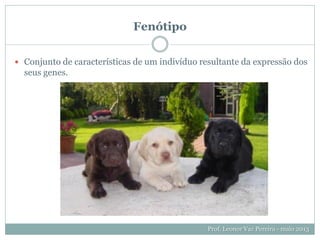 Fenótipo
 Conjunto de características de um indivíduo resultante da expressão dos
seus genes.
Prof. Leonor Vaz Pereira - maio 2013
 