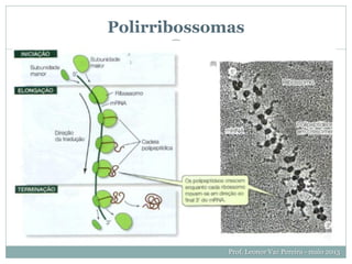 Polirribossomas
Prof. Leonor Vaz Pereira - maio 2013
 