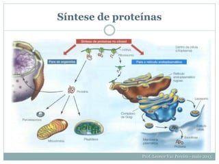 Síntese de proteínas
Prof. Leonor Vaz Pereira - maio 2013
 