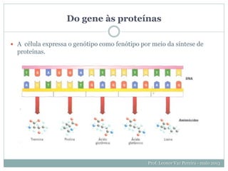 Do gene às proteínas
Prof. Leonor Vaz Pereira - maio 2013
 A célula expressa o genótipo como fenótipo por meio da síntese de
proteínas.
 
