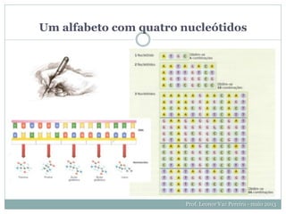 Um alfabeto com quatro nucleótidos
Prof. Leonor Vaz Pereira - maio 2013
 