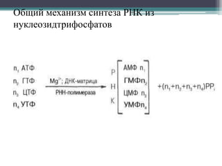 Электронный слайд №4-1 Биосинтез нуклеиновых кислот.ppt