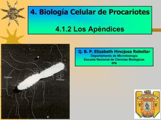 4. Biología Celular de Procariotes
4.1.2 Los Apéndices
Q. B. P. Elizabeth Hinojosa Rebollar
Departamento de Microbiología
Escuela Nacional de Ciencias Biológicas
IPN
 