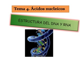  Tema 4. Ácidos nucleícos ESTRUCTURA DEL DNA Y RNA 
