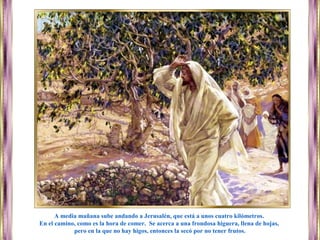 A media mañana sube andando a Jerusalén, que está a unos cuatro kilómetros.
En el camino, como es la hora de comer. Se acerca a una frondosa higuera, llena de hojas,
pero en la que no hay higos, entonces la secó por no tener frutos.
 