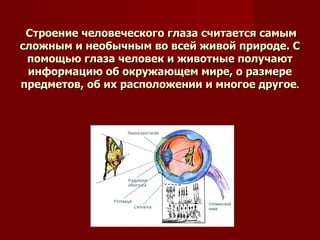 Строение человеческого глаза считается самым сложным и необычным во всей живой природе. С помощью глаза человек и животные получают информацию об окружающем мире, о размере предметов, об их расположении и многое другое . 