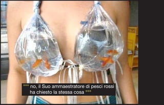 °°° no, il Suo ammaestratore di pesci rossi
    ha chiesto la stessa cosa °°°
 