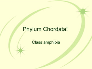 Phylum Chordata!

   Class amphibia
 