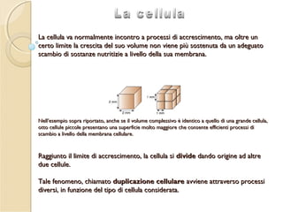 Lezione 5 - Biologia Applicata (04/11/2013) Scienze Psicologiche Applicate - Università dell'Aquila