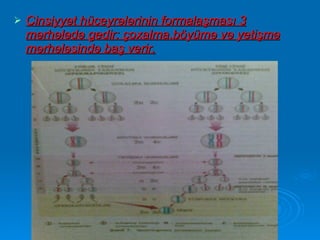Cinsiyyət hüceyrələrinin formalaşması 3 mərhələdə gedir: çoxalma,böyümə və yetişmə mərhələsində baş verir. 