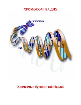 ХРОМОСОМ БА ДНХ




Хромсомын бүтцийг тайлбарла!
 