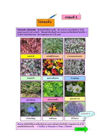 7
                                                         กรอบที่ 1
                        ไมคลุมดิน

ไมคลุมดิน (Ground) เปนพันธุไมที่มีขนาดเตี้ย เล็ก สวยงาม ขยายพันธุงาย โตเร็ว
แผขยายออกดานขางรวดเร็ว ใชคลุมผิวดินเพื่อสรางความสวยงามหรือเพื่อประโยชนอื่น ๆ
ในเชิงการประดับตกแตง มีความสูงประมาณ 0.30 เมตร




            แดงชาลี                เศรษฐีเรือนนอก          กาบหอยแครงแคระ




           ดาดตะกั่ว               คุณนายตื่นสาย                กามปูหลุด




                                    สะระแหนฝรั่ง              บุษบาฮาวาย
          หลิวไตหวัน




                                                                                 ดูเฉลยหนา 8

          ฟาประดิษฐ                 ระฆังทอง                  หัวใจมวง

คําถาม พันธุไมที่มีขนาดเตี้ยเล็กสวยงามขยายพันธุงายโตเร็วมีความสูงประมาณ 0.30
เมตรคือไมประเภทใด       ก.ไมเลื้อย ข.ไมคลุมดิน ค.ไมพุม ง.ไมยืนตน
                                                                       หนาตอไป
 