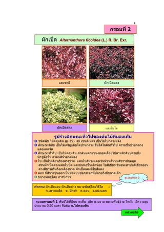 8
                                                      กรอบที่ 2

     ผักเปด      Alternanthera ficoidea (L.) R. Br. Exr.




                 แดงชาลี                          ผักเปดแดง




                ผักเปดดาง

              รูปรางลักษณะทั่วไปของตนไมที่มองเห็น
O ชนิดพืช ไมคลุมดิน สูง 25 - 40 เซนติเมตร เปนไมใบกลางแจง
O ลักษณะนิสัย เปนไมเจริญเติบโตปานกลาง ขึ้นไดในดินทั่วไป ความชื้นปานกลาง
  แสงแดดจัด
O ลักษณะทั่วไป เปนไมคลุมดิน ลําตนแตกแขนงทอดเลื้อยไปตามผิวดินปลายกิ่ง
  มักชูตั้งขึ้น ลําตนสีน้ําตาลแดง
O ใบ เปนใบเดี่ยวเรียงตรงขาม แผนใบสีมวงแดงเขมมีขนสั้นนุมสีขาวปกคลุม
   สวนผักเปดดางแผนใบบิด และยนหอขึ้นเล็กนอย ใบสีเขียวเขมอมเทาปนสีเขียวออน
   ดางสีขาวครีมถึงเหลืองนวล ผักเปดแดงมีใบสีแดง
O ดอก มีสีขาวขุนออกเปนชอแบบชอกระจุกที่ปลายกิ่งมีขนาดเล็ก
O ขยายพันธุโดย การปกชํา                                        ดูเฉลยหนา 9


คําถาม ผักเปดแดง ผักเปดดาง ขยายพันธุโดยวิธีใด
       ก.เพาะเมล็ด ข. ปกชํา ค.ตอน ง.แบงแยก


 เฉลยกรอบที่ 1 พันธุไมที่มีขนาดเตี้ย เล็ก สวยงาม ขยายพันธุงาย โตเร็ว มีความสูง
ประมาณ 0.30 เมตร คือขอ ข.ไมคลุมดิน

                                                                 หนาตอไป
 