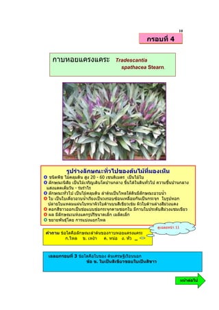 10
                                                    กรอบที่ 4


    กาบหอยแครงแคระ                  Tradescantia
                                      spathacea Stearn.




           รูปรางลักษณะทั่วไปของตนไมที่มองเห็น
O ชนิดพืช ไมคลุมดิน สูง 20 - 60 เซนติเมตร เปนไมใบ
O ลักษณะนิสัย เปนไมเจริญเติบโตปานกลาง ขึ้นไดในดินทั่วไป ความชื้นปานกลาง
 แสงแดดเต็มวัน - รมรําไร
O ลักษณะทั่วไป เปนไมคลุมดิน ลําตนเปนไหลใตดินมีลักษณะอวบน้ํา
O ใบ เปนใบเดี่ยวอวบน้ําเรียงเปนวงรอบซอนเหลื่อมกันเปนกระจุก ใบรูปหอก
  ปลายใบแหลมแผนใบหนาผิวใบดานบนสีเขียวเขม ผิวใบดานลางสีมวงแดง
O ดอกสีขาวออกเปนชอแบบชอกระจุกตามซอกใบ มีกาบใบประดับสีมวงแซมเขียว
O ผล มีลักษณะแหงแตกรูปรีขนาดเล็ก เมล็ดเล็ก
O ขยายพันธุโดย การแบงแยกไหล
                                                          ดูเฉลยหนา 11
 คําถาม ขอใดคือลักษณะลําตนของกาบหอยแครงแคระ
           ก.ไหล ข. เหงา    ค. หนอ ง. หัว



  เฉลยกรอบที่ 3 ขอใดคือใบของ ตนเศรษฐีเรือนนอก
                    ขอ ข. ใบเปนสีเขียวขอบใบเปนสีขาว



                                                                          หนาตอไป
 